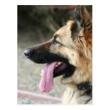 German Shepherd Post Card
