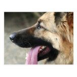 German Shepherd Post Card