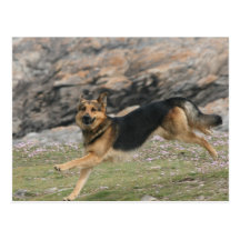 german shepherd postcard