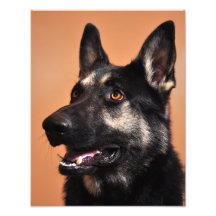 German Shepherd Print 11x14 Photo Art