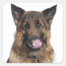 German Shepherd Square Sticker