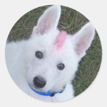 German Shepherd's Always Look Tough Round Stickers