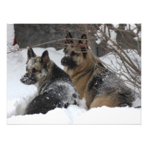 German Shepherds Best Friends Photographic Print
