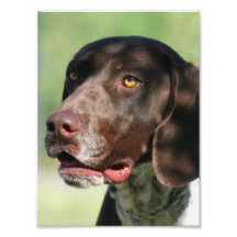 German Shorthaired pointer dog Photo Print