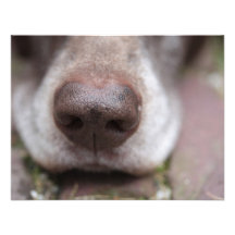 German shorthaired pointers nose custom invitation