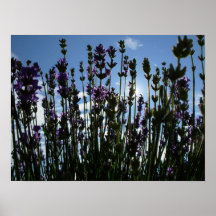 Gerwood's Lavender Garden 2006 Posters