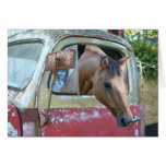 Get a horse! cards