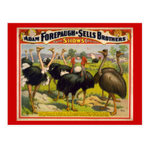 Giant Birds Circus Poster - Forepaugh and Sells Postcards