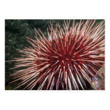 Giant Red Sea Urchin - Business Card