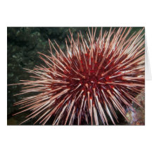 Giant Red Sea Urchin - Card