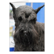 Giant Schnauzer Greeting Cards