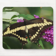 Giant Swallowtail butterfly Mouse Pad