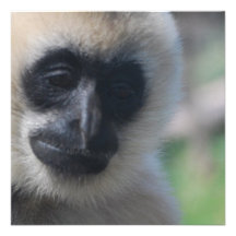 Gibbon Invitations