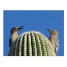 Gila Woodpecker Couple Postcard