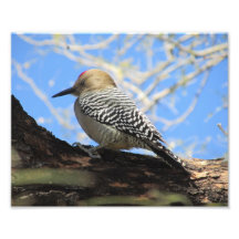 Gila Woodpecker Photo