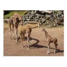 Giraffe Family Post Card
