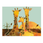 Giraffe Family Post Card