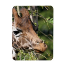 Giraffe Images  Premium Magnet