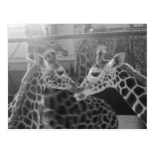 Giraffe Love Postcard