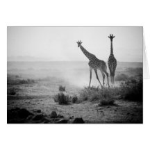 Giraffes Greeting Card