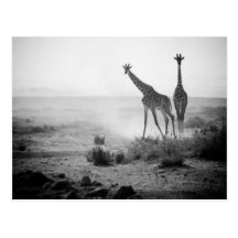 Giraffes Postcard
