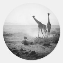 Giraffes Stickers