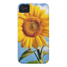 Girassol - Sunflower Four iPhone 4 Capas