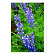 Glacier Lupin Postcards