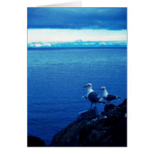 Glacous Winged Gull Greeting Card