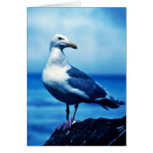 Glacous Winged Gulls Greeting Cards