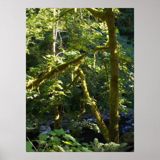 Glimpse Upstream Print