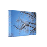 Glittering Ice and Snow Covered Trees Canvas Prints