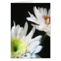 Glowing White Chrysanthemums 2 Card