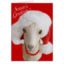 Goat Christmas Card LaMancha Goat Card