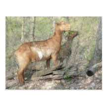 Goats At Work Postcards