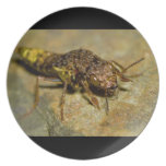 Gold & Brown Rove Beetle Party Plate