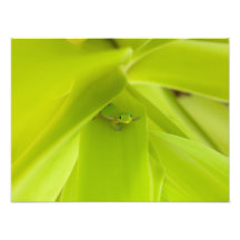 Gold Dust Day Gecko Photo Art