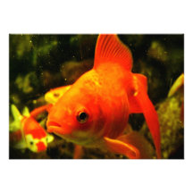 Gold fish custom invitations