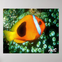 GOLD FISH POSTER