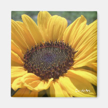 Gold Sunflower Magnets