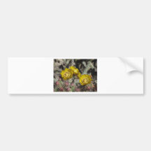 Golden Cactus Flowers Bumper Stickers