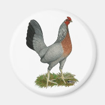 Golden Duckwing Hen Magnet
