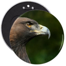 Golden Eagle Aquila Chrysaetos Pins