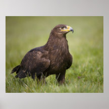 Golden eagle print
