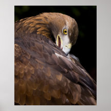 golden eagle print