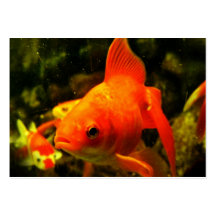 Golden fish business cards