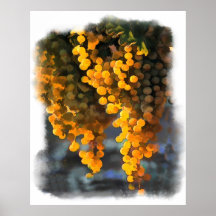 Golden Grapes in the Afternoon Sun Print