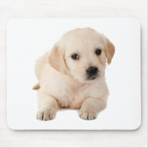 Golden Labrador Puppy Mousepad