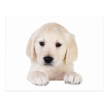 Golden Labrador Puppy Post Cards
