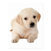 Golden Labrador Puppy Postcard